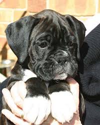 Advice from breed experts to make a safe should there not be any boxer puppy listings shown, please complete the form accordingly to. Dark Brindle Male 8 Weeks Old Boxer Puppies Boxer Dogs Boxer Puppy