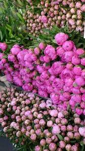 тот кто любит должен разделять участь того кого он любит Peonies Francuzskie Cvety Posadka Cvetov Cvetovodstvo