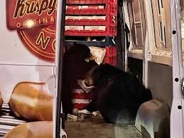 Where did 2 bears raid a Krispy Kreme doughnut van?