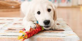 This is probably the easie. 17 Free Dog Toy Sewing Patterns Your Pooch Will Love Tiny Terrier