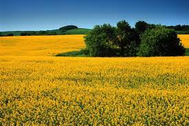 Field Wallpaper Canola Flower Flower Field