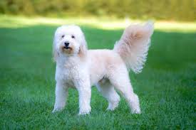 His coat is incredibly low shedding. Goldendoodle Zooplus Magazine