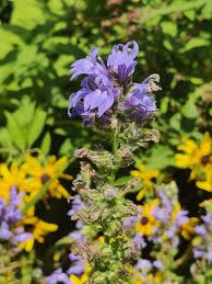 Image result for Lobelia dissecta