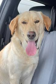 Lost yellow lab found in Paradise Sawmill/Rosemary Ct area