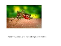 Rozlišují se 4 druhy malárie, které mohou postihnout člověka původce malárie rezistentní vůči některému z antimalarik? Ppt Patogenni Prvoci Ii Powerpoint Presentation Free Download Id 7077106