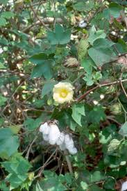 Image result for Gossypium triphyllum