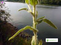 Image result for Inhambanella