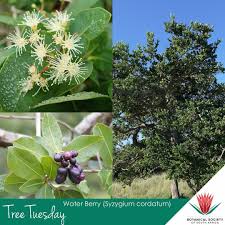 Image result for Syzygium niassense