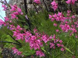 Image result for Gladiolus permeabilis