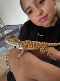 Determining bearded dragon gender and size requirements