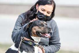 Michigan humane's new adoption process. Humane Society For Hamilton County Animal Shelters Planning For 2021