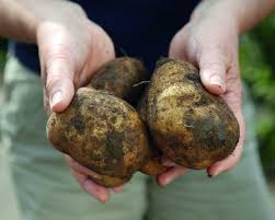 Wie das geht, wann sie kartoffeln pflanzen und in welchem abstand sie gesetzt werden, dass beschreibt dieser artikel. Kartoffeln Pflanzen Pflegen Ernten Mein Schoner Garten