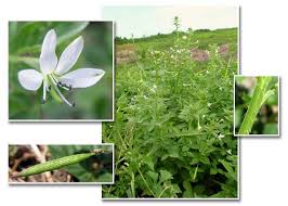 Image result for Cleome schimperi