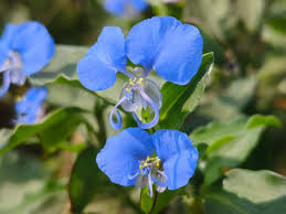 Image result for Commelina congesta