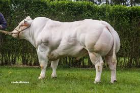 From that point on, it was belgian blue. Justin Belgian Blue Easy Calving Proven Excellent Growth Rates