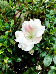 Bonsai are kept small by pruning (top and roots) and by growing in small containers. Bonsai Back Budding Satsuki Azalea Steemkr
