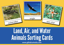 Their larvae mature in water and breathe gills, while adults breathe in air through lungs and skin. Sorting Animals That Live On Land Air And Water Montessori Printable Gift Of Curiosity