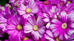 Image result for Cineraria