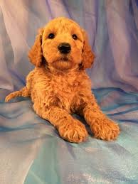 Advice from breed experts to make a safe choice. Professional Standard Poodle Breeders With Pups Available