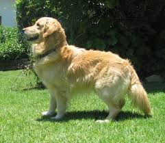 Did you know that we have homed a huge variety of breeds. Dog Adoption In Johannesburg