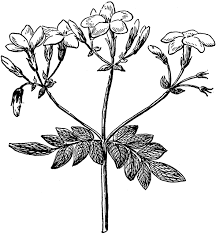 White floral decorative wreaths clipart fine art graphic botanical line art, svg, frames, leaf logo. Star Jasmine Flower Drawing Novocom Top