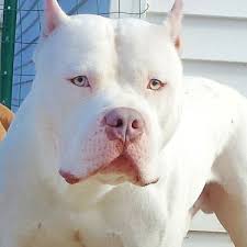 Star pitbull breeders home offers smart, beautiful, intelligent and cheap puppies for sale. Freeadgo Com Chicago Dogs Puppies Big Xl Pitbull Big Xl Bully All White White On White Offered By Owner Gender Ma Jpg 375 375 Xl Pitbull Pitbulls Bully Dog