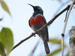 Image result for Secamone stuhlmannii