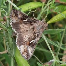 Image result for Autographa gamma