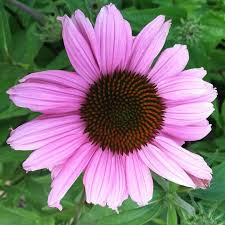 Image result for Echinacea purpurea `Magnus`