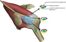 Here are 13 of my favorite shoulder stretches that you can use to create length, relief, and increased mobility in the shoulders. Coracoid Process The Lighthouse Of The Shoulder Radiographics