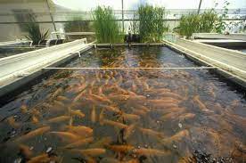 sustainable homestead fish farming aquaculture aquaculture fish aquaponics fish farming