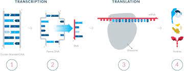 Maybe you would like to learn more about one of these? Mrna Science And Function What Does Mrna Do Moderna