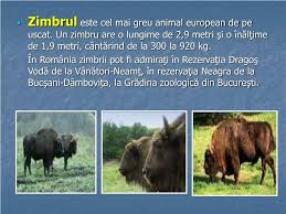 Deşi există legi aspre care condamnă vânatul acestor animale, această acţiune încă. Ppt Animale Ocrotite De Lege Powerpoint Presentation Free Download Id 2962675
