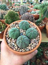 Image result for Euphorbia lividiflora