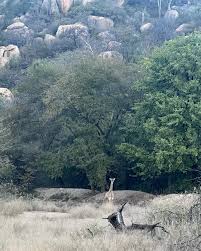 Image result for Xanthocercis zambesiaca