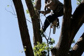 After an elderly widow pays a $5,000 tree trimming bill, her family calls  out the company