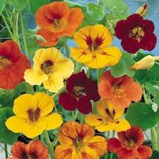 Edible Flowers 15 Perennial And Annual Flowers
