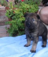 We offer long coated german shepherd puppies from the fichtenschlag lines for sale several times per year. Black German Shepherd Puppies For Sale Near Me