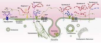 Some prokaryotic cells produce glycocalyx coatings, such as capsules and slime layers, that aid in attachment to surfaces and/or evasion of the host immune system. Endothelial Glycocalyx As A Critical Signalling Platform Integrating The Extracellular Haemodynamic Forces And Chemical Signalling Zeng 2017 Journal Of Cellular And Molecular Medicine Wiley Online Library