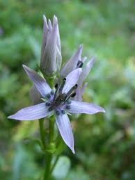 Image result for Swertia eminii