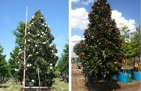 Check spelling or type a new query. Dd Blanchard Southern Magnoila Tree Fannin Tree Farm Dallas Tx