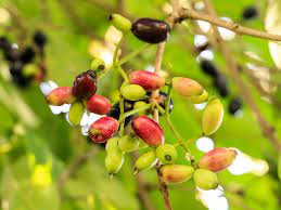 Jambo is a swahili greeting or salutation. Jambolao E A Diabete Jambolao Jamelao E Indicado Para Auxiliar O Controle Da Diabetes Jambolao Tambem E Conhecido Como Jamelao