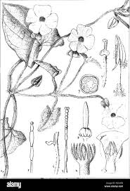 Image result for Thunbergia dregeana