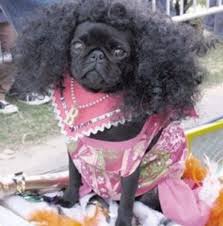 Top 10 Not So Natural Dogs With Afro Hairstyles Pugs Pug Love Dogs