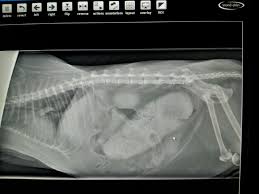 Pin On Pet X Rays