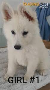 These dogs are also wonderful with children and extremely devoted and loving to their owners. Stunning Purebred Swiss Shepherd Puppies
