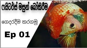 Fighters Betta Fish Breeding Sinhala Ep 01 Youtube
