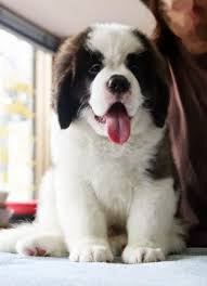 Black And White St Bernard Puppy 3 Amazing Top Cute Bernard Puppies St Bernard Puppy Puppy Breeds Puppy Pictures