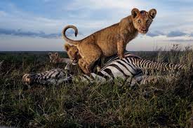 Image result for serengeti reserve tanzania