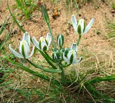 Image result for Albuca setosa
